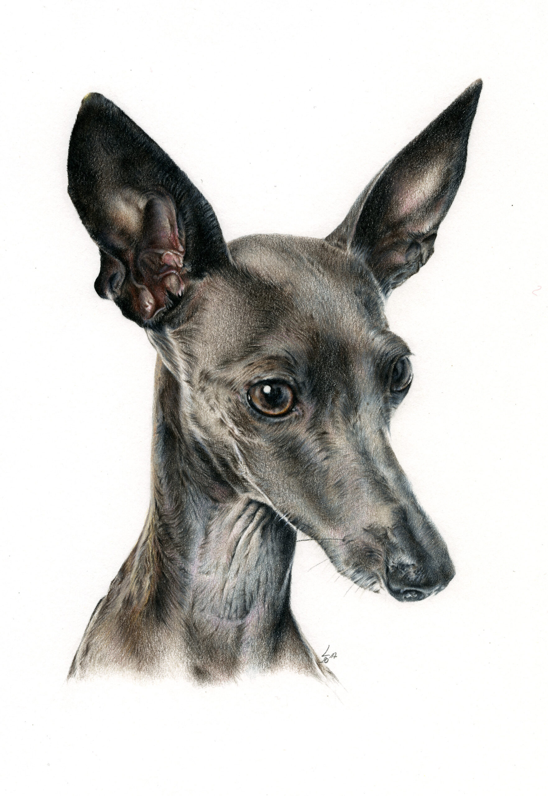Encargo_Galgo_006