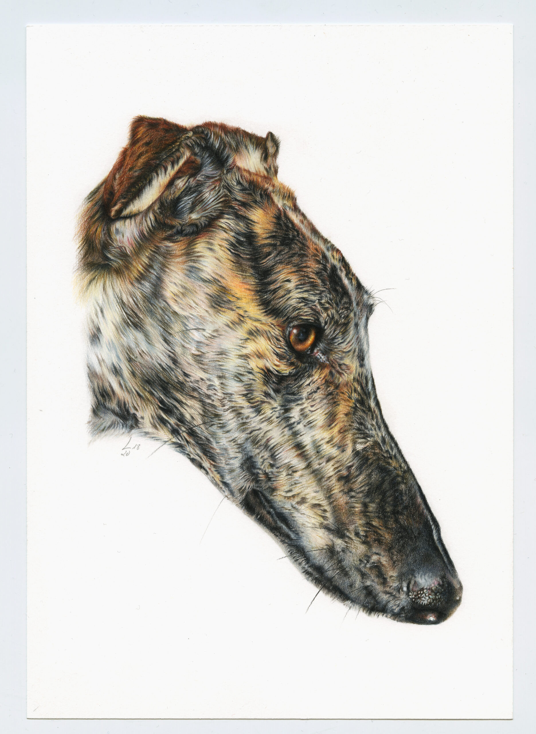 Encargo_Galgo_012_web
