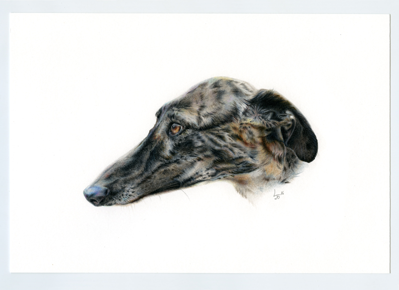 Galgo_001008-1