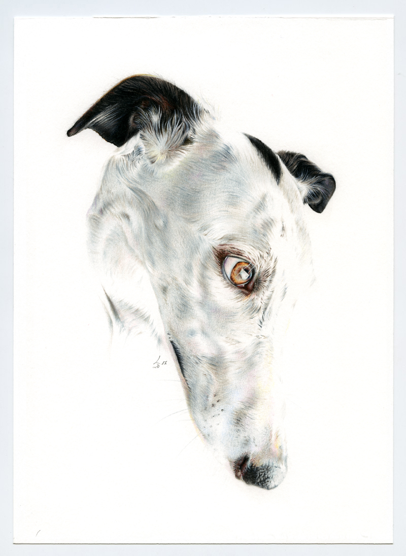 Galgo_001_web