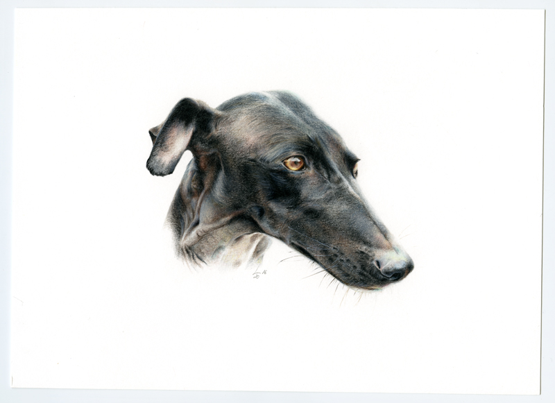 Galgo_002009-1