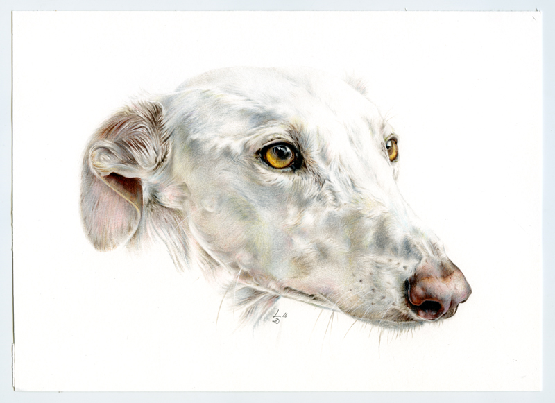 Galgo_003010-1