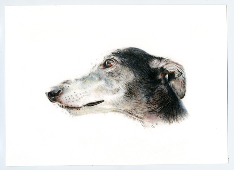 Galgo_004001-1