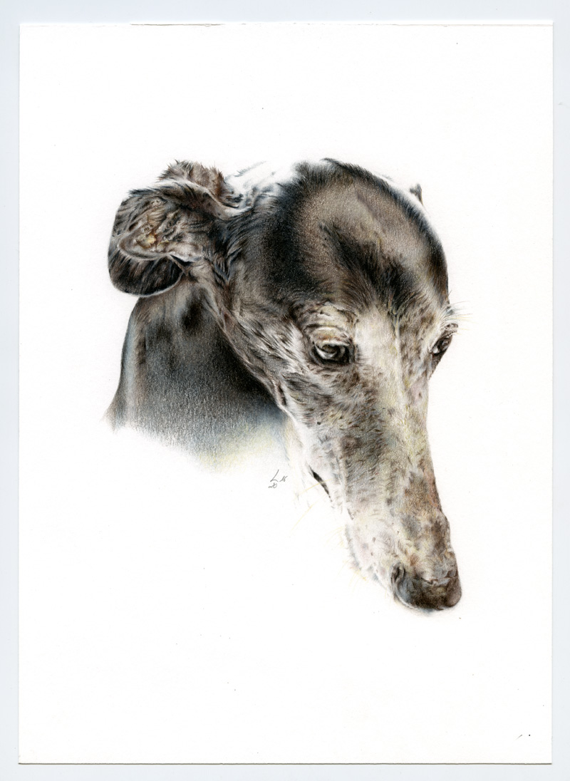 Galgo_005