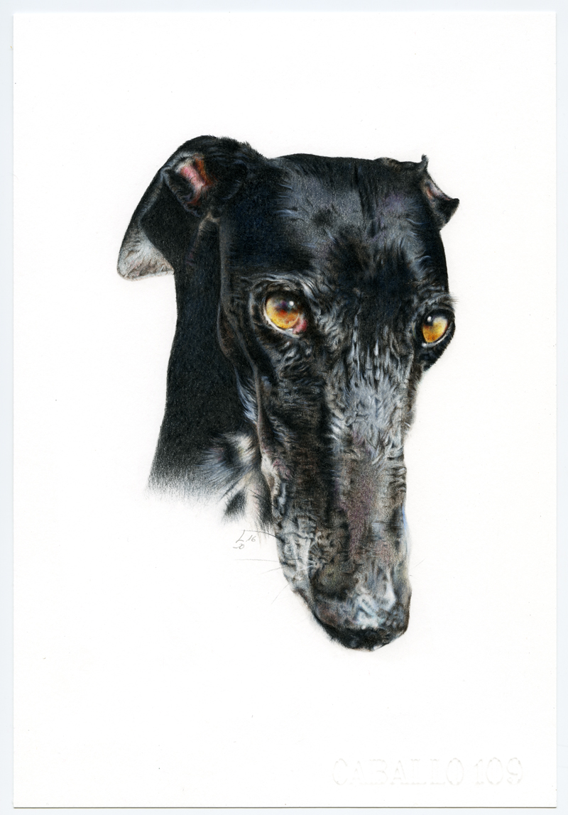 Galgo_007