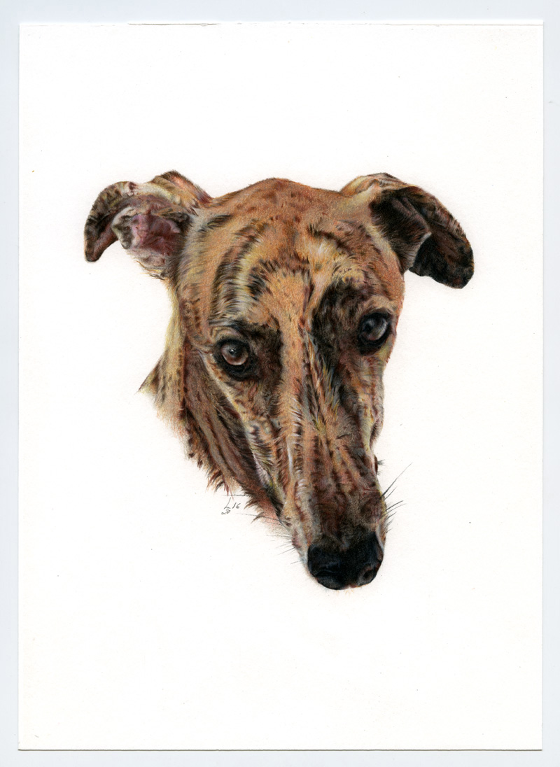 Galgo_Encargo001_web-1