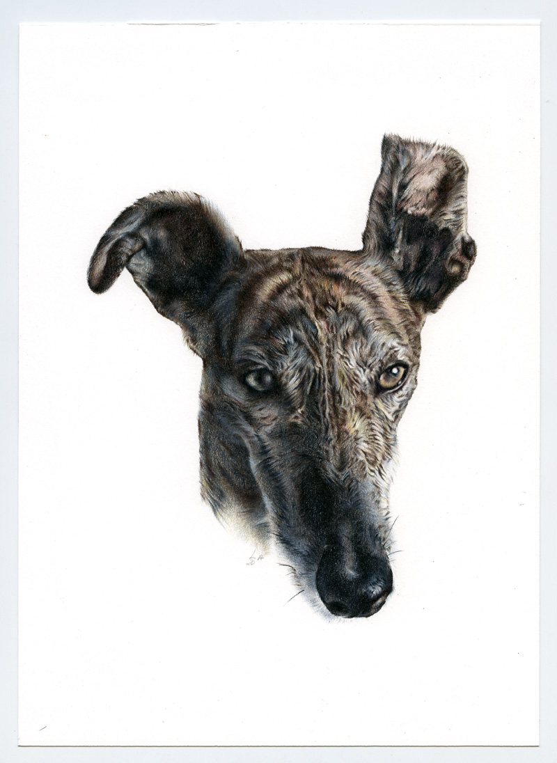 Galgo_Encargo002_web