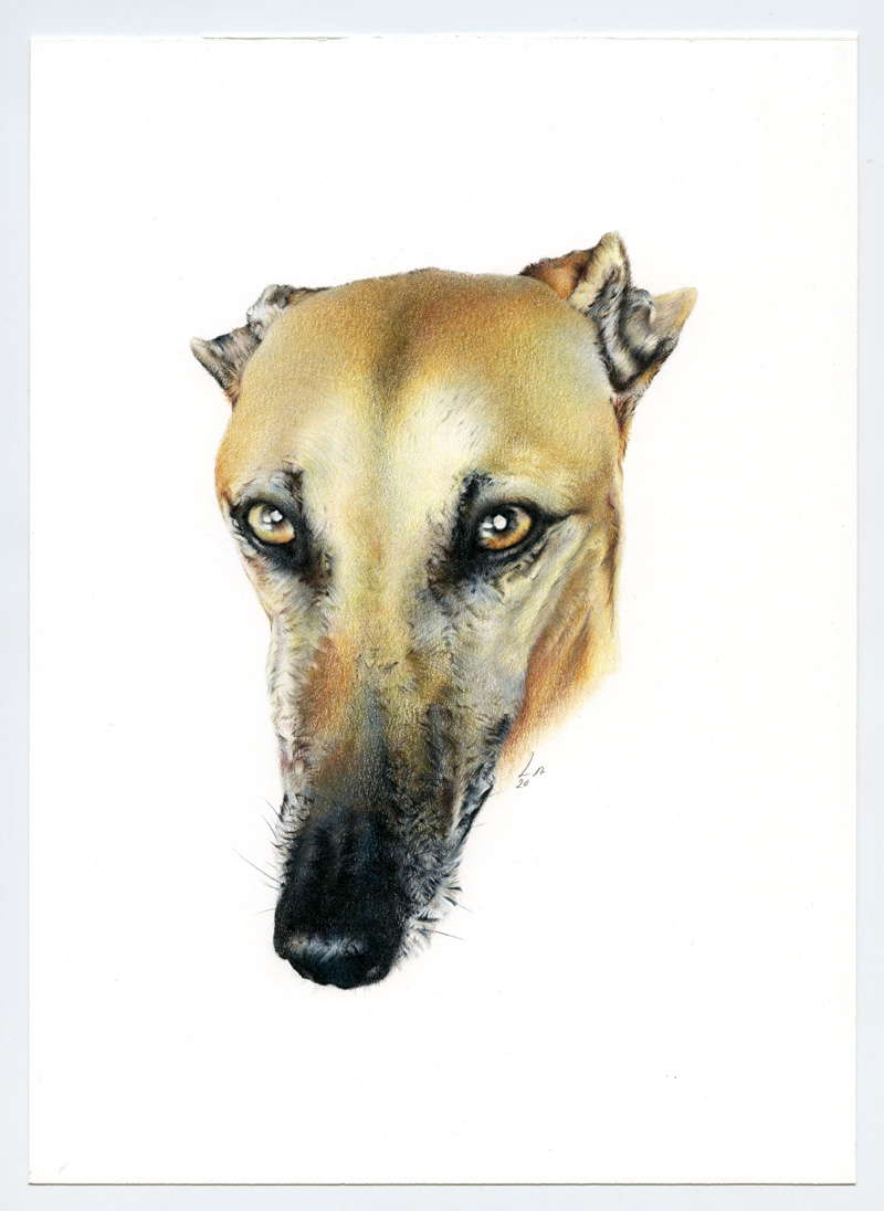 Galgo_Encargo004_web