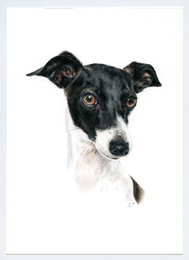Galgo_Encargo005_web