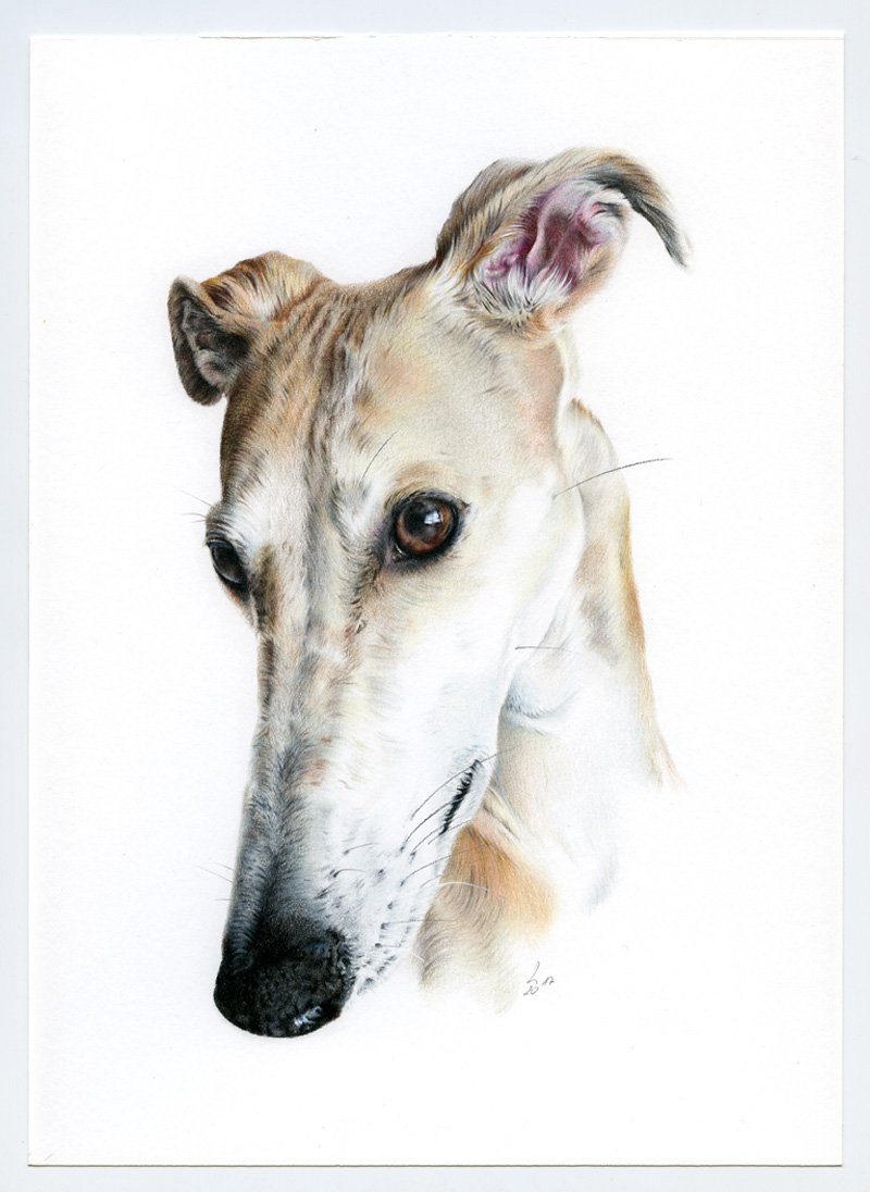 Galgo_Encargo007_web