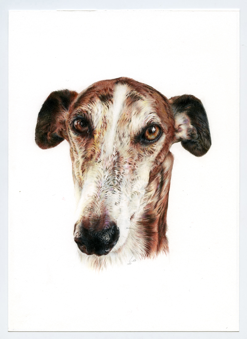 Galgo_Encargo009_web
