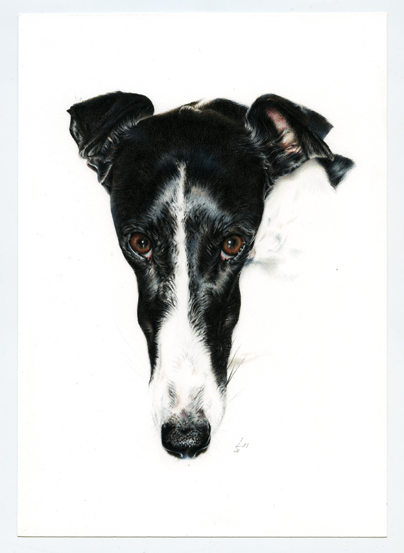Galgo_Encargo011_web