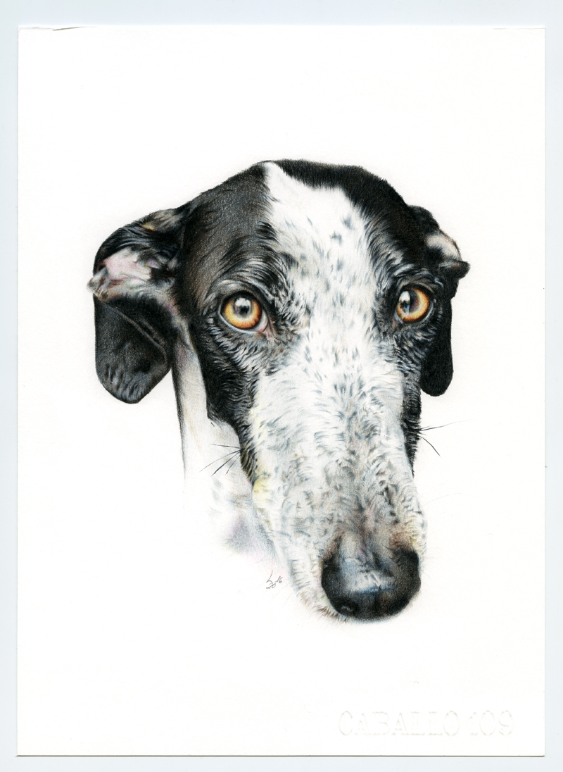 Serie2_Galgo009010